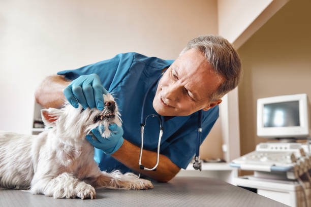 Best Emergency Dentist for Special Needs Patients in Morro Bay, CA